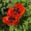 Red Poppies, Synchronicities, & Mindfulness